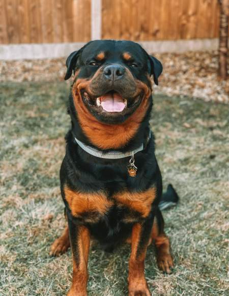 rottweiler ralph uk.jpg